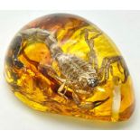 Imagine Being Stung by this Scorpion! Fear not, as the amber coloured resin will protect you.