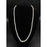 A Vintage Graduated White Pearl Necklace with an 18K White Gold Clasp. 46cm.