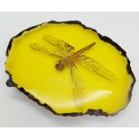 A Prehistoric Size Dragonfly in a Slice of Amber-Coloured Resin. 9.5cm