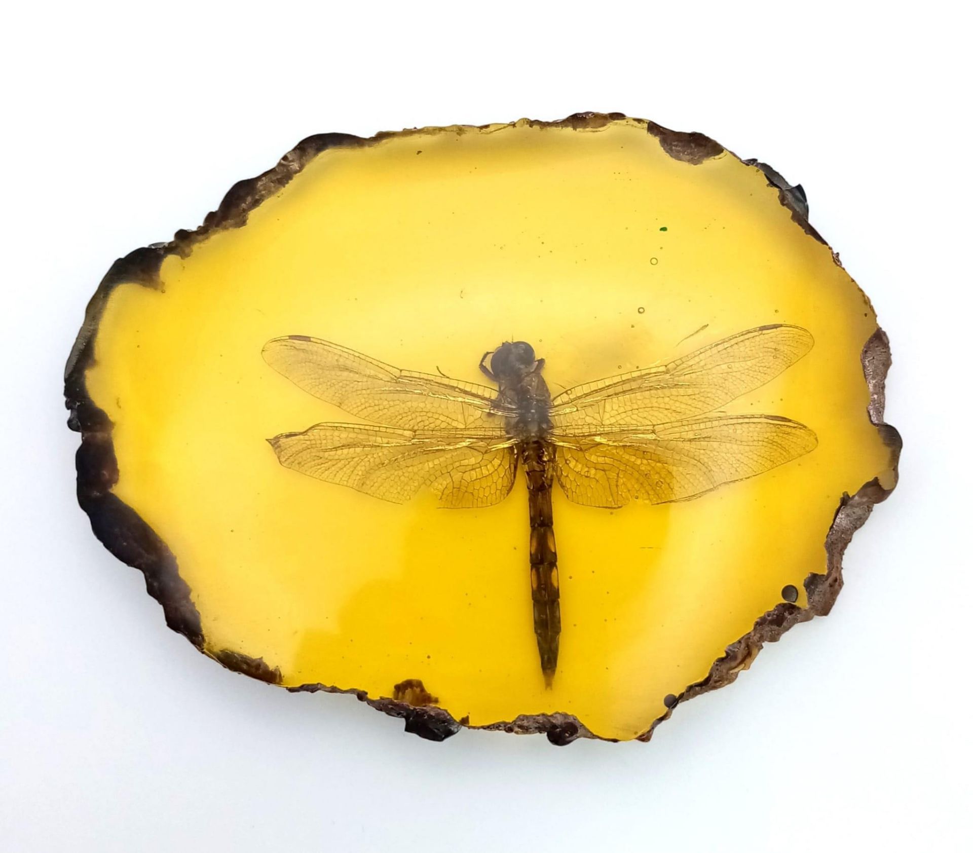Come in Humongous Dragonfly - You have Permission to Land.... In amber-coloured resin. Paperweight - - Image 2 of 4