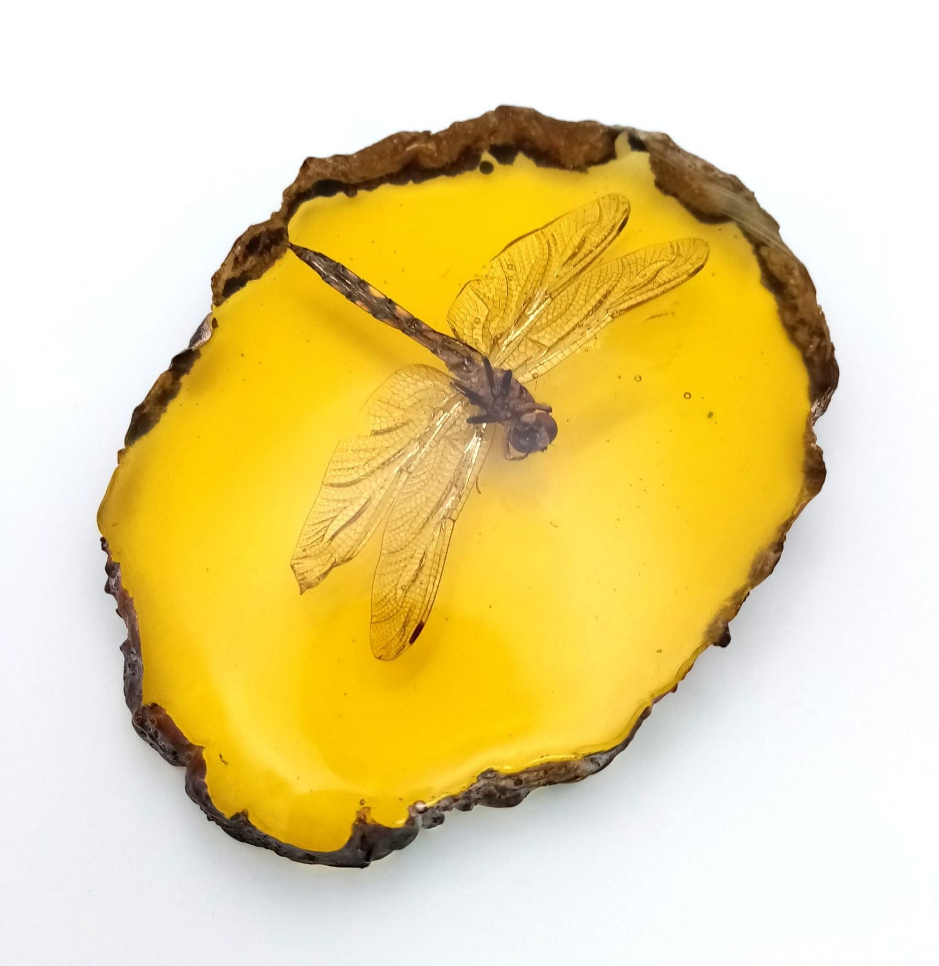 Come in Humongous Dragonfly - You have Permission to Land.... In amber-coloured resin. Paperweight - - Image 4 of 4