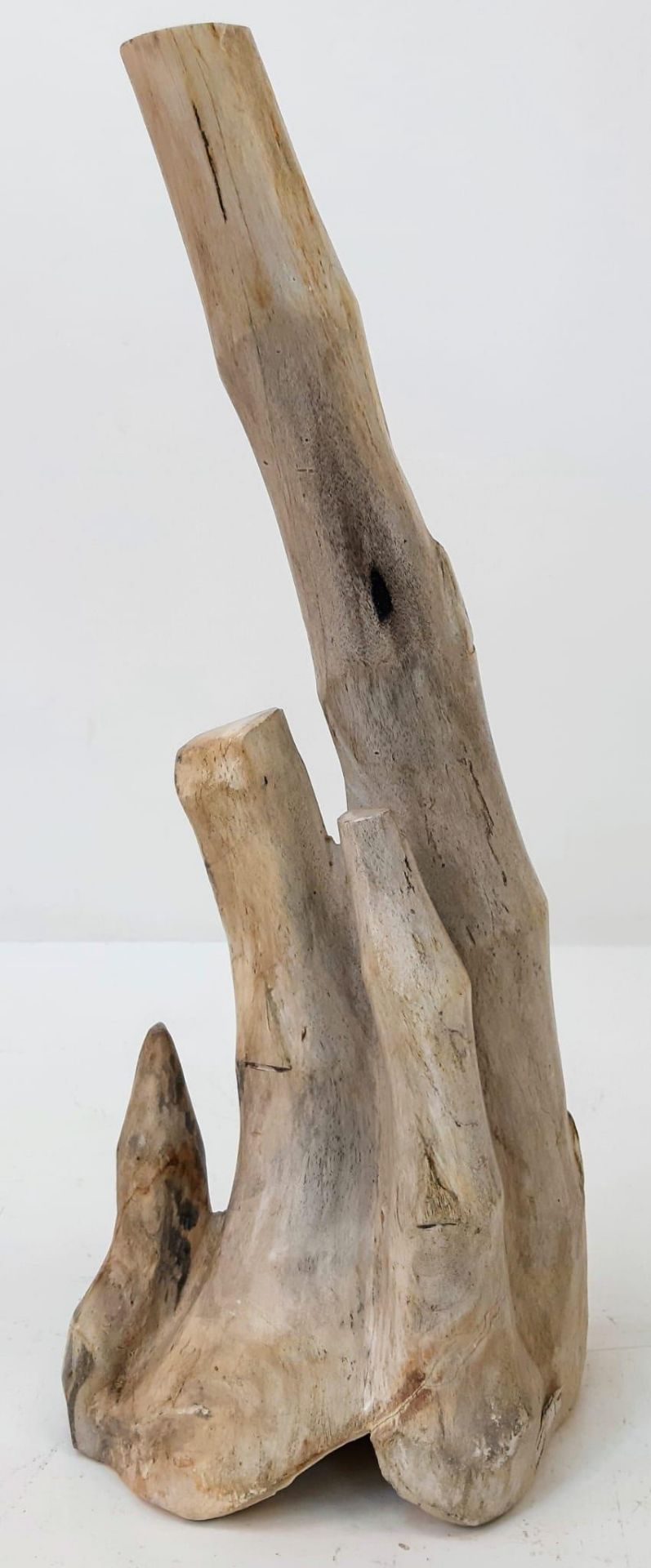 A beautifully, hand polished, expertly prepared, rare, fossilised clump of bamboo trunks from - Bild 3 aus 6