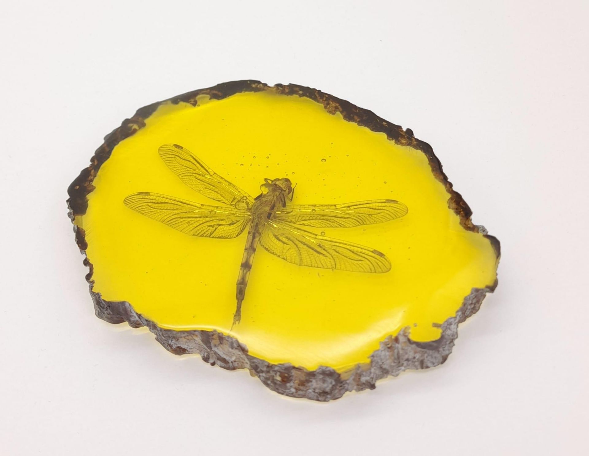 Any Bigger and This Dragonfly Could Carry a Human Baby. The perfect paperweight in amber-coloured