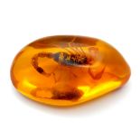 A Large Scorpion Who Seems to be Frozen in Time 'Mid-Nibble' - Amber-coloured pendant or