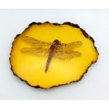 A Large Dragonfly has Eternity to Contemplate His Poor Life Decisions. Amber-coloured paperweight