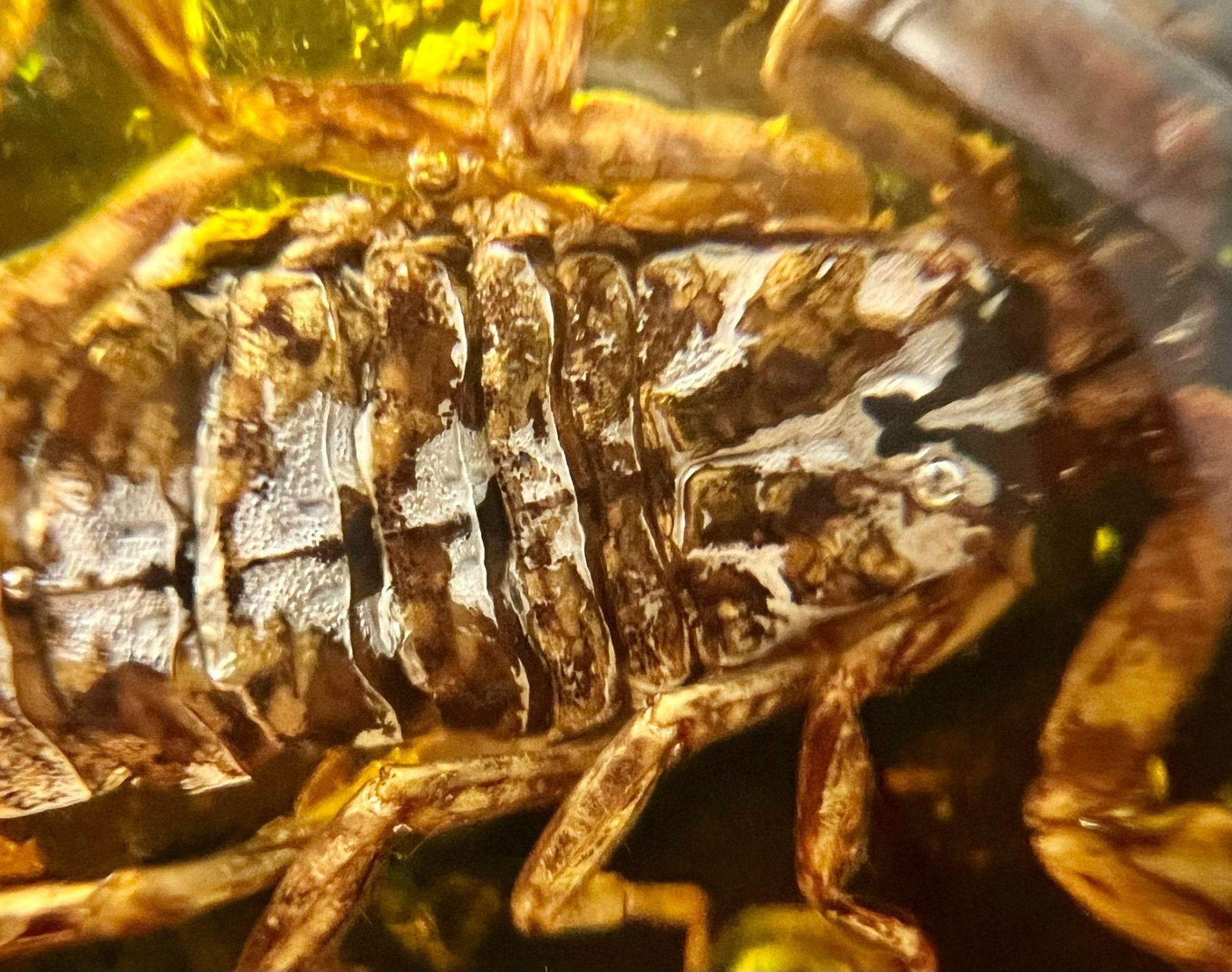 Not one but three scorpions preserved in amber resin! May be used as pendants or paperweights or - Bild 2 aus 3