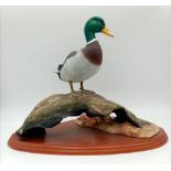A Border Arts ' Water Fowl of the World' Figure. AO477. 36cm x 26cm.