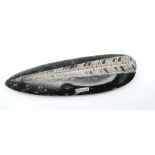 A stunning example of a large fossil Orthoceras in its natural black limestone matrix. Age: Upper