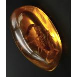 Unfortunately this Scorpion will not be 'Rocking you like a Hurricane' - Trapped in amber coloured