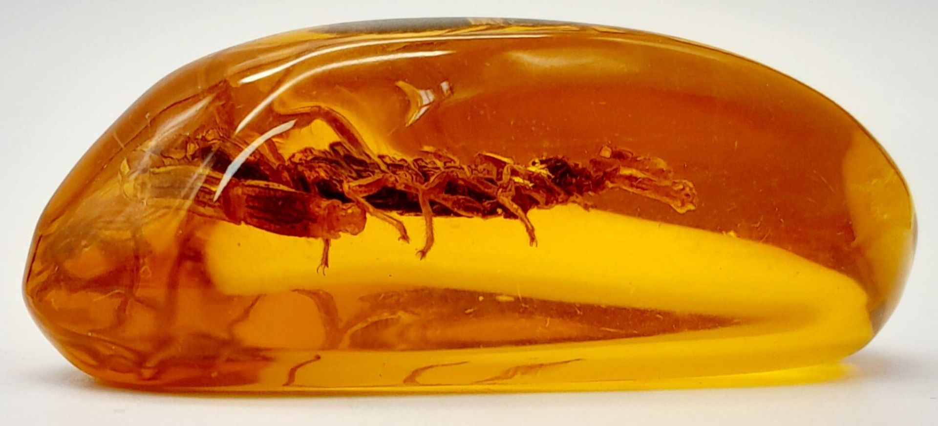 A Tail of the Unexpected! The Scorpion now Resides in an Amber Resin Prison for all of Eternity. - Image 4 of 4