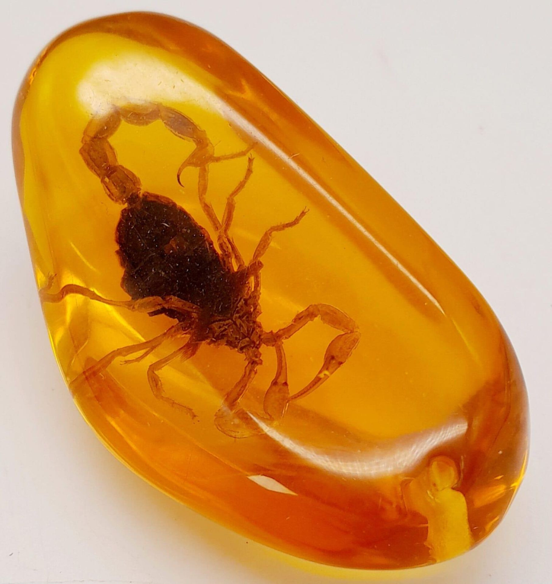 A Tail of the Unexpected! The Scorpion now Resides in an Amber Resin Prison for all of Eternity. - Image 3 of 4