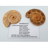 An excellent specimen of Ammonite Perisphinctes sp. from Tulear, Western Madagascar, of Lower