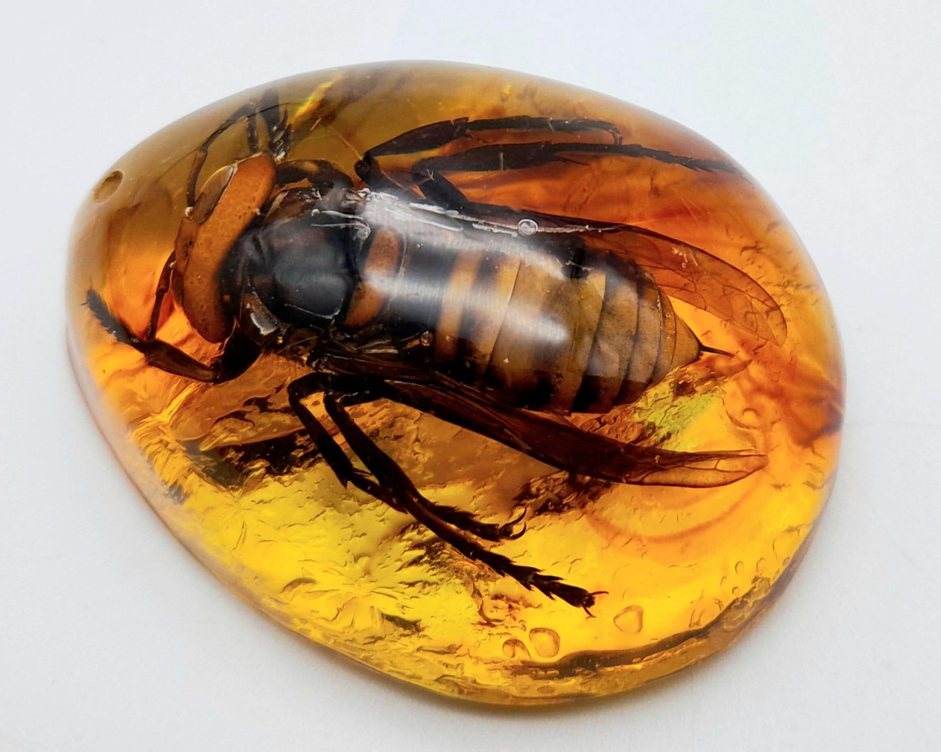 Is it me, or since global warming are hornets getting bigger? Pendant or paperweight. 6cm