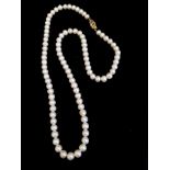 14K YELLOW GOLD CLASPED REAL PEARL NECKLACE 46CM IN LENGTH.