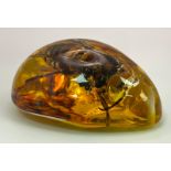 A Monstrous Asian Hornet - The Stuff of Nightmares! Now yours in an amber resin pendant or