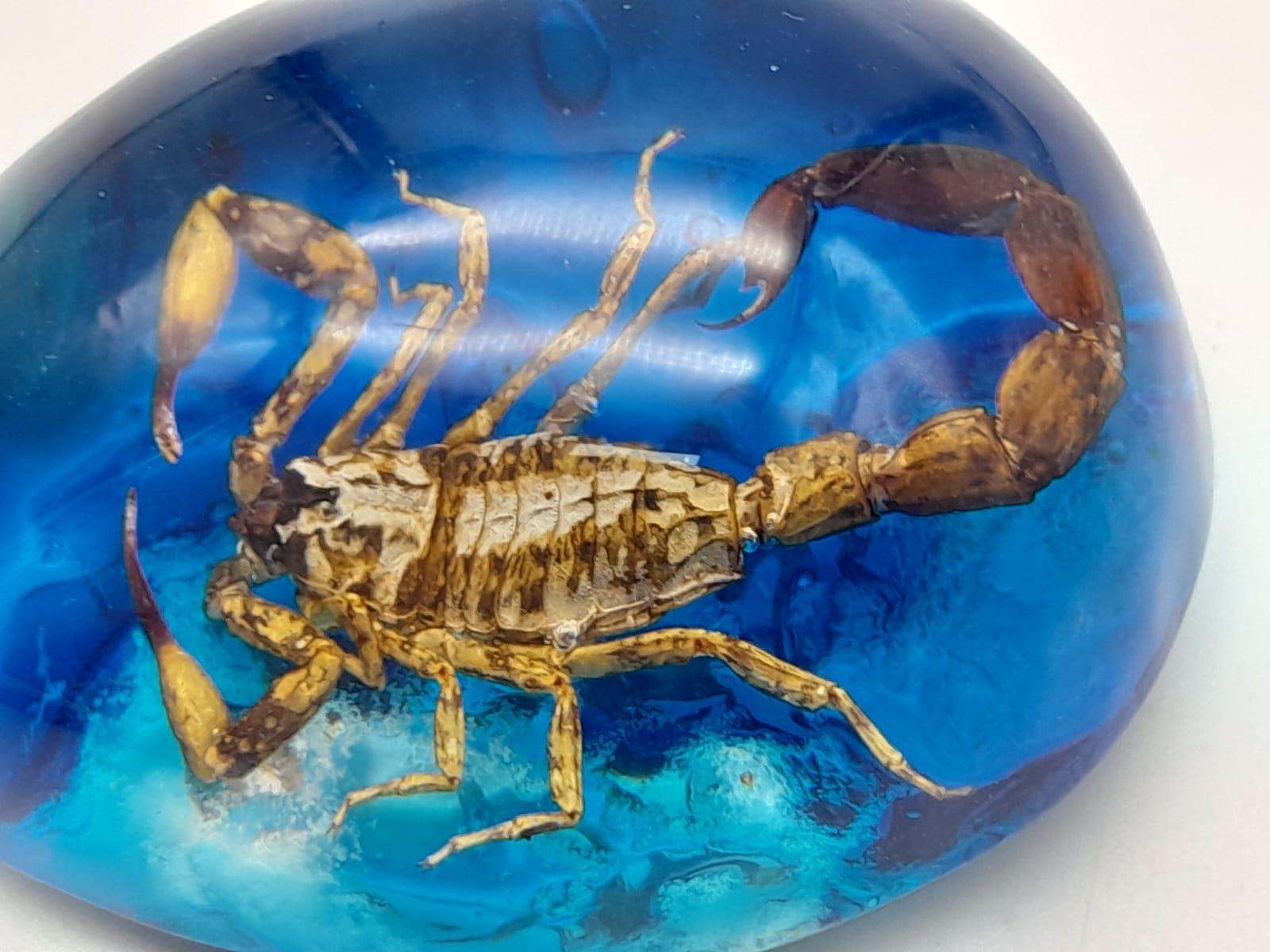 A Scorpion Trapped in a Blue Resin Heaven - Pendant or paperweight. 6cm - Image 3 of 3