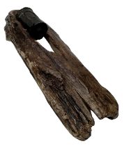 INERT WW1 German Stick Grenade in a tree fragment that has grown around it.
