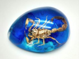 A Scorpion Trapped in a Blue Resin Heaven - Pendant or paperweight. 6cm