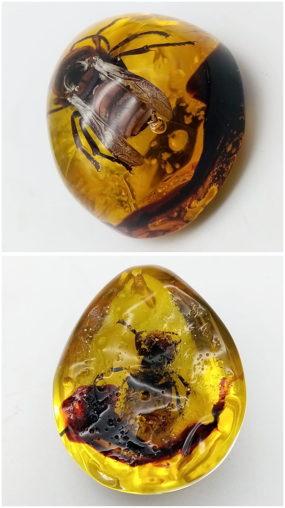 Here's One Asian Hornet That Won't Be Biting the Head off our Bees. Pendant or paperweight. 6cm - Image 3 of 3