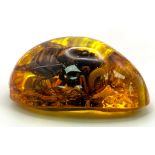A Humongous Hornet Trapped in Amber Coloured Resin. Pendant or paperweight.