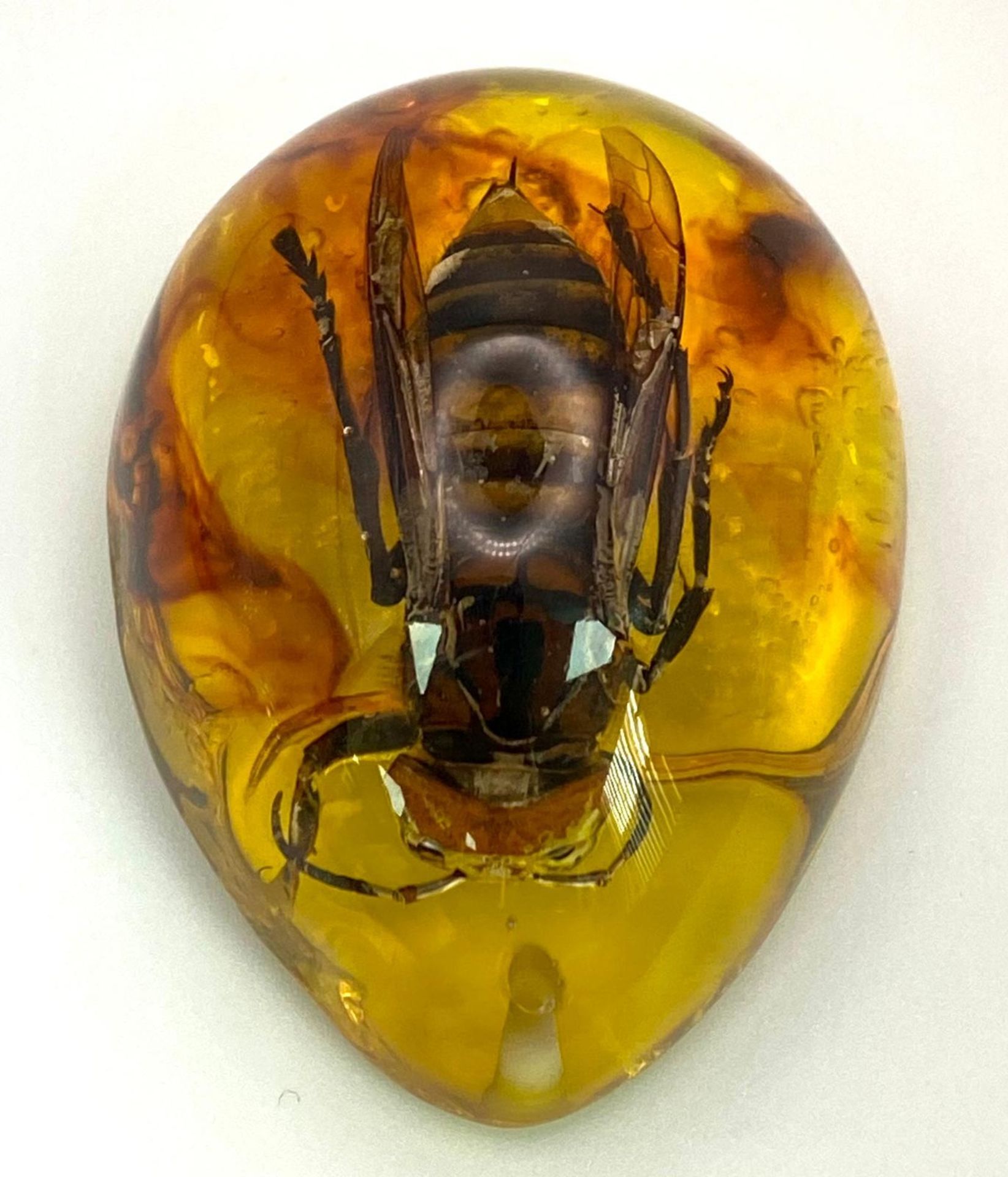 A Monstrous Asian Hornet - The Stuff of Nightmares! Now yours in an amber resin pendant or - Bild 2 aus 2