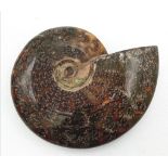 A fine example of a large Ammonite Cleoniceras cleon from Madagascar of Albian, Lower Cretaceous (