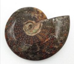 A fine example of a large Ammonite Cleoniceras cleon from Madagascar of Albian, Lower Cretaceous (