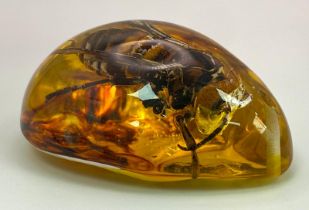 A Monstrous Asian Hornet - The Stuff of Nightmares! Now yours in an amber resin pendant or