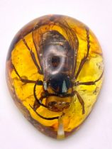 Direct From a 1970s Michael Caine Film - This Giant Bee Now Resides in Amber Coloured Resin. It