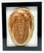 A wonderful, gigantic trilobite Cambropallas tellesto (Geyer 1930) from Morocco of Middle Devonian
