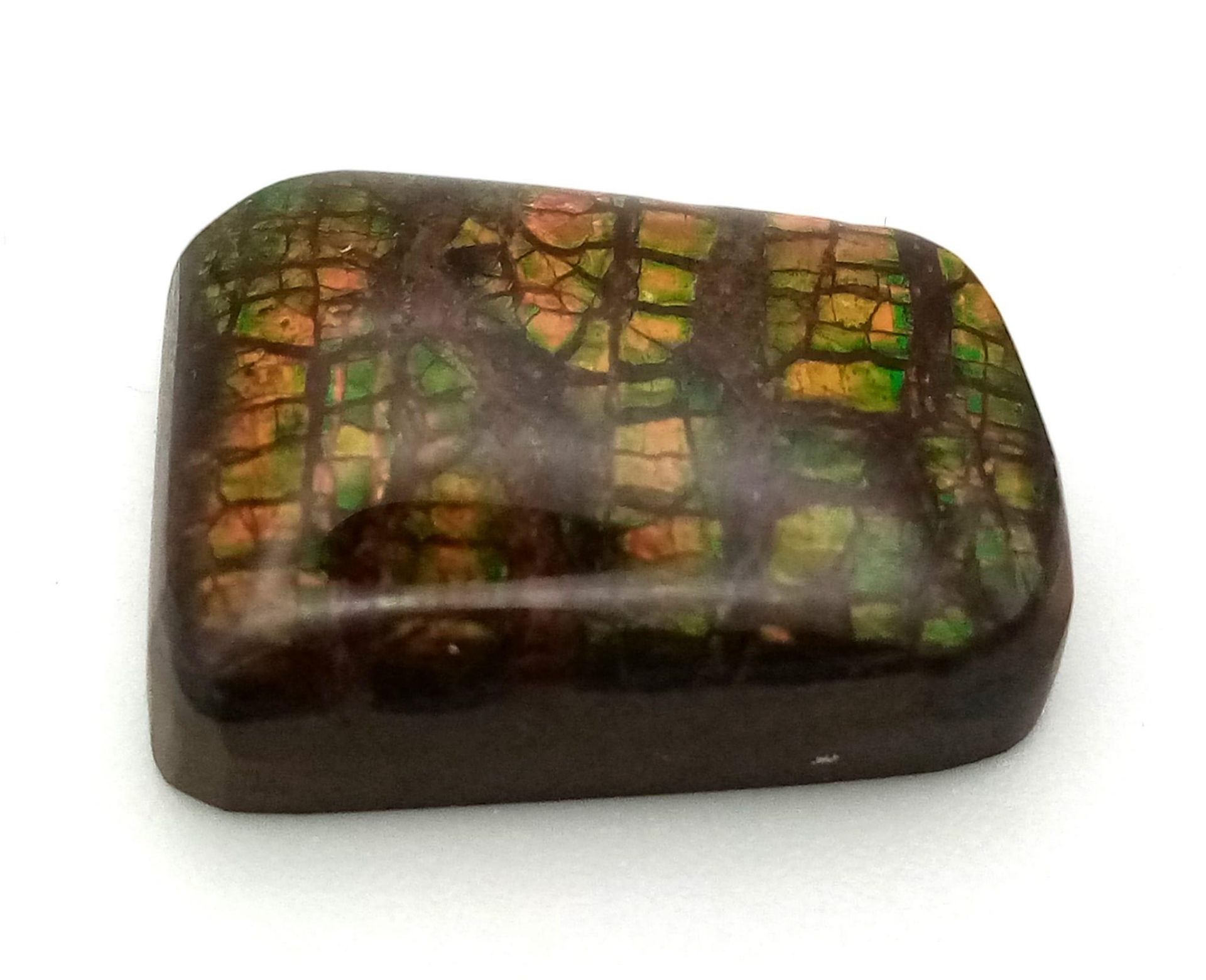 One of the best examples we have ever seen, an AMMOLITE, variety “Snakeskin” with strong - Image 2 of 3