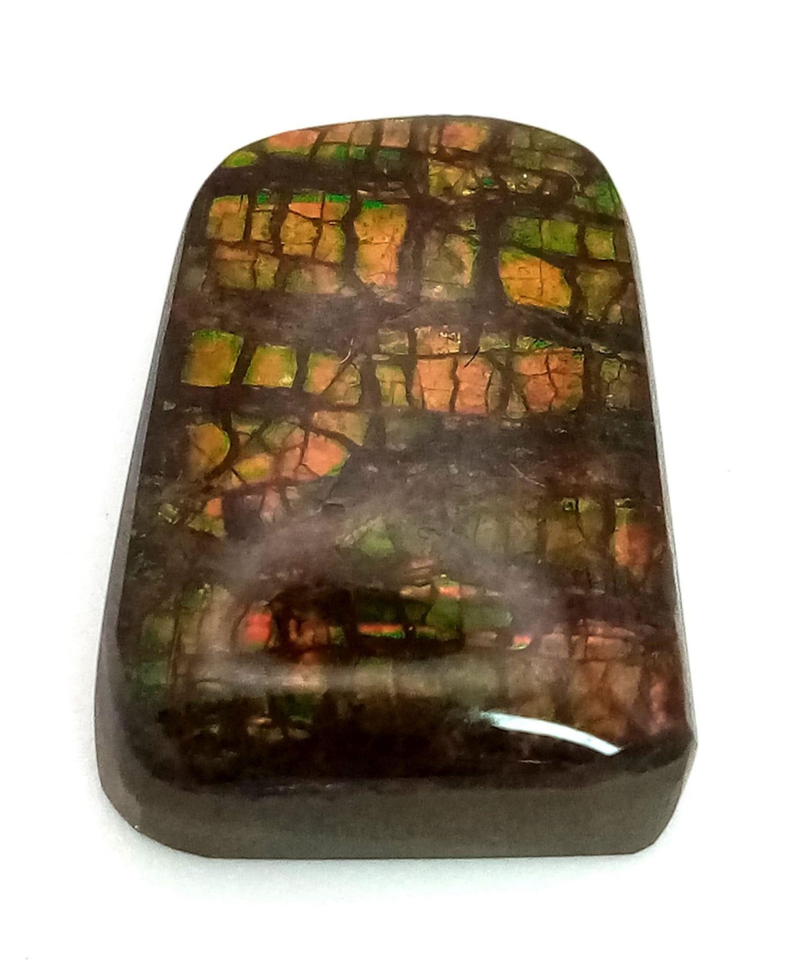 One of the best examples we have ever seen, an AMMOLITE, variety “Snakeskin” with strong