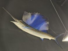 Sailfish