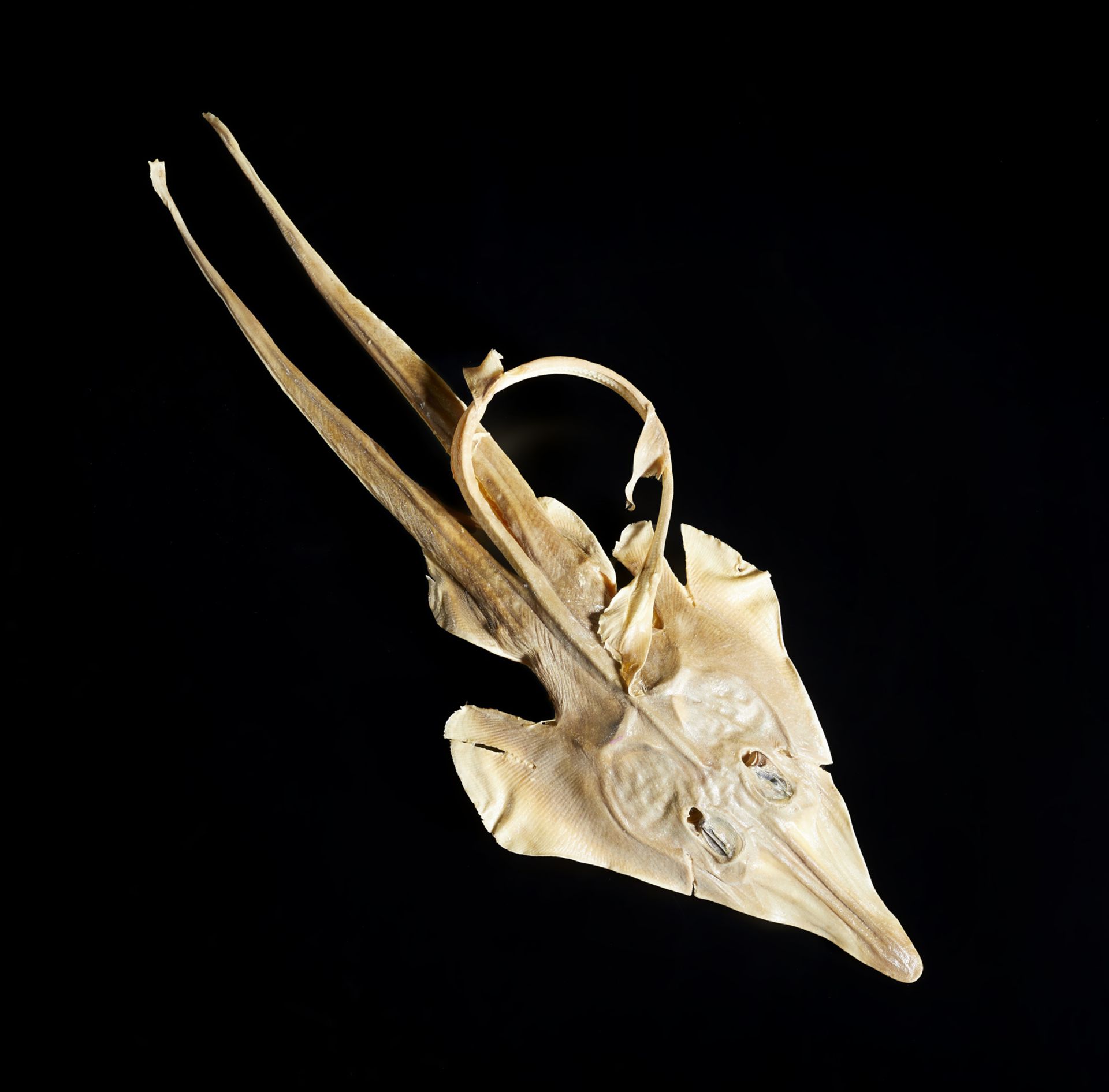 . A wunderkammer taxidermy object, probably a dried sting ray fish Europa,19th century. - Image 3 of 4