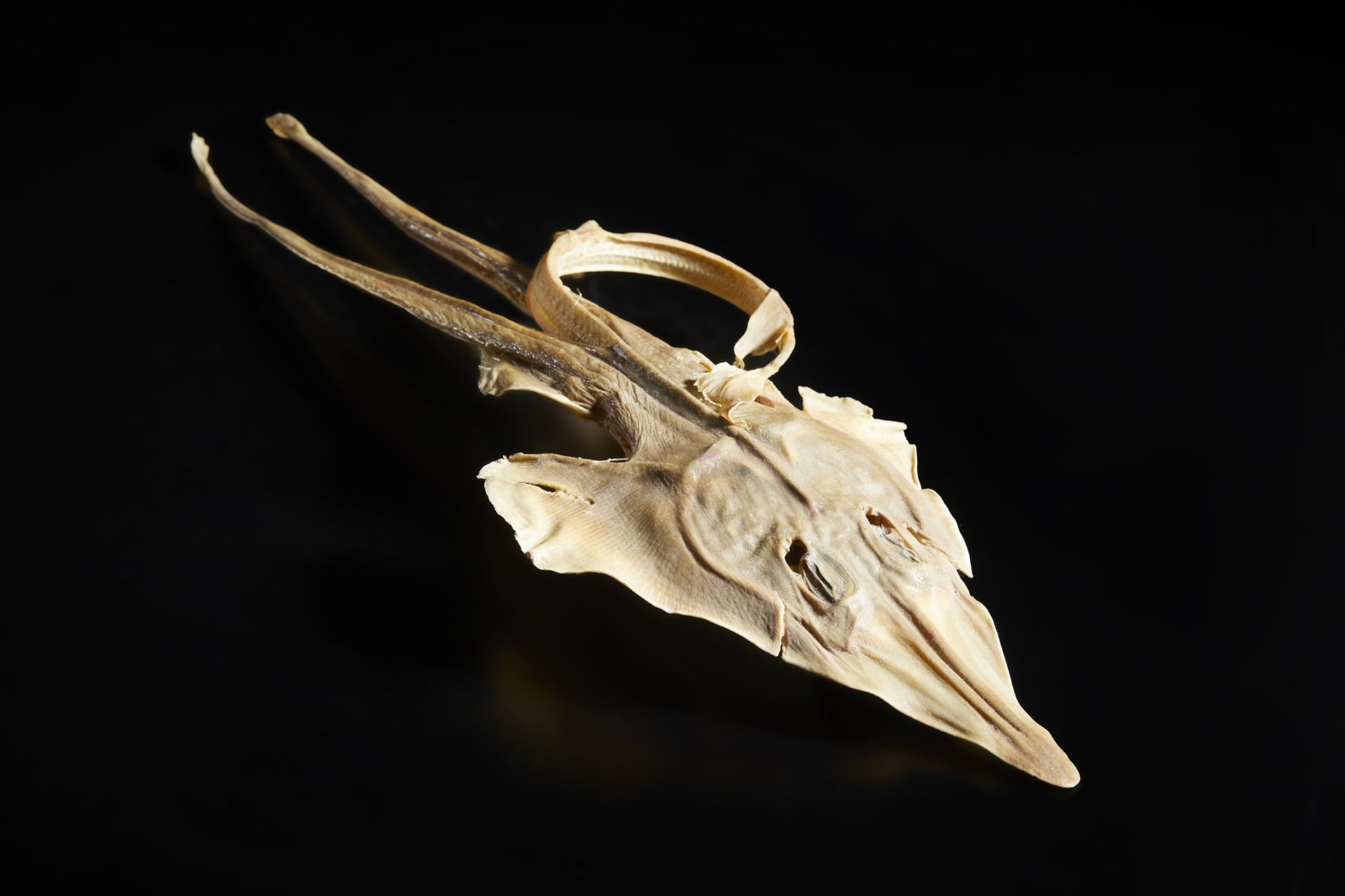 . A wunderkammer taxidermy object, probably a dried sting ray fish Europa,19th century.