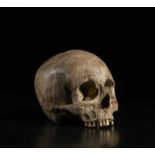 . A natural size plaster model of a human skullItaly, 19th(?) century.