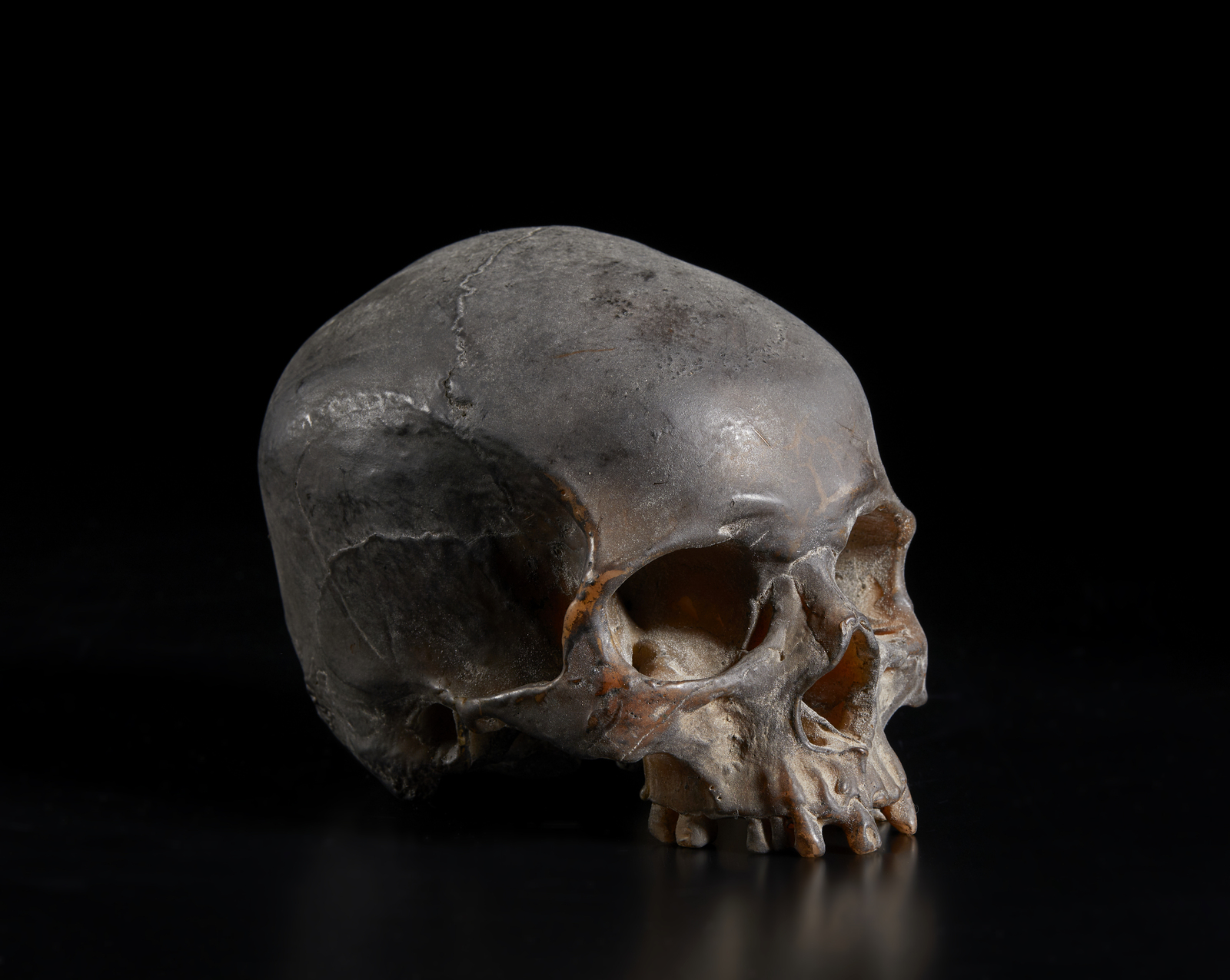 . A real size wax model of a human skullItaly, 19th(?) century.