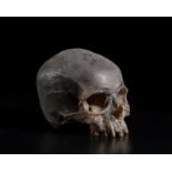 . A real size wax model of a human skullItaly, 19th(?) century.