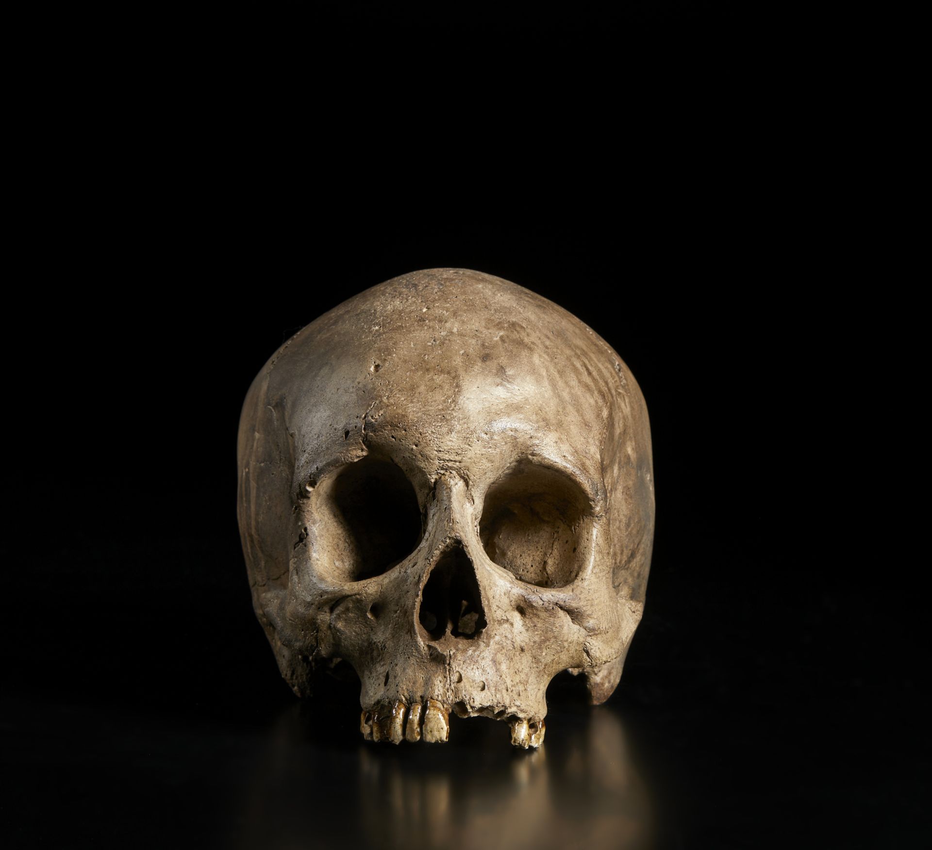 . A natural size plaster model of a human skullItaly, 19th(?) century. - Image 2 of 6