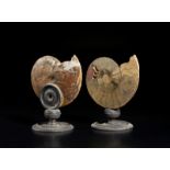 . Two mounted slices of silicified ammonites.