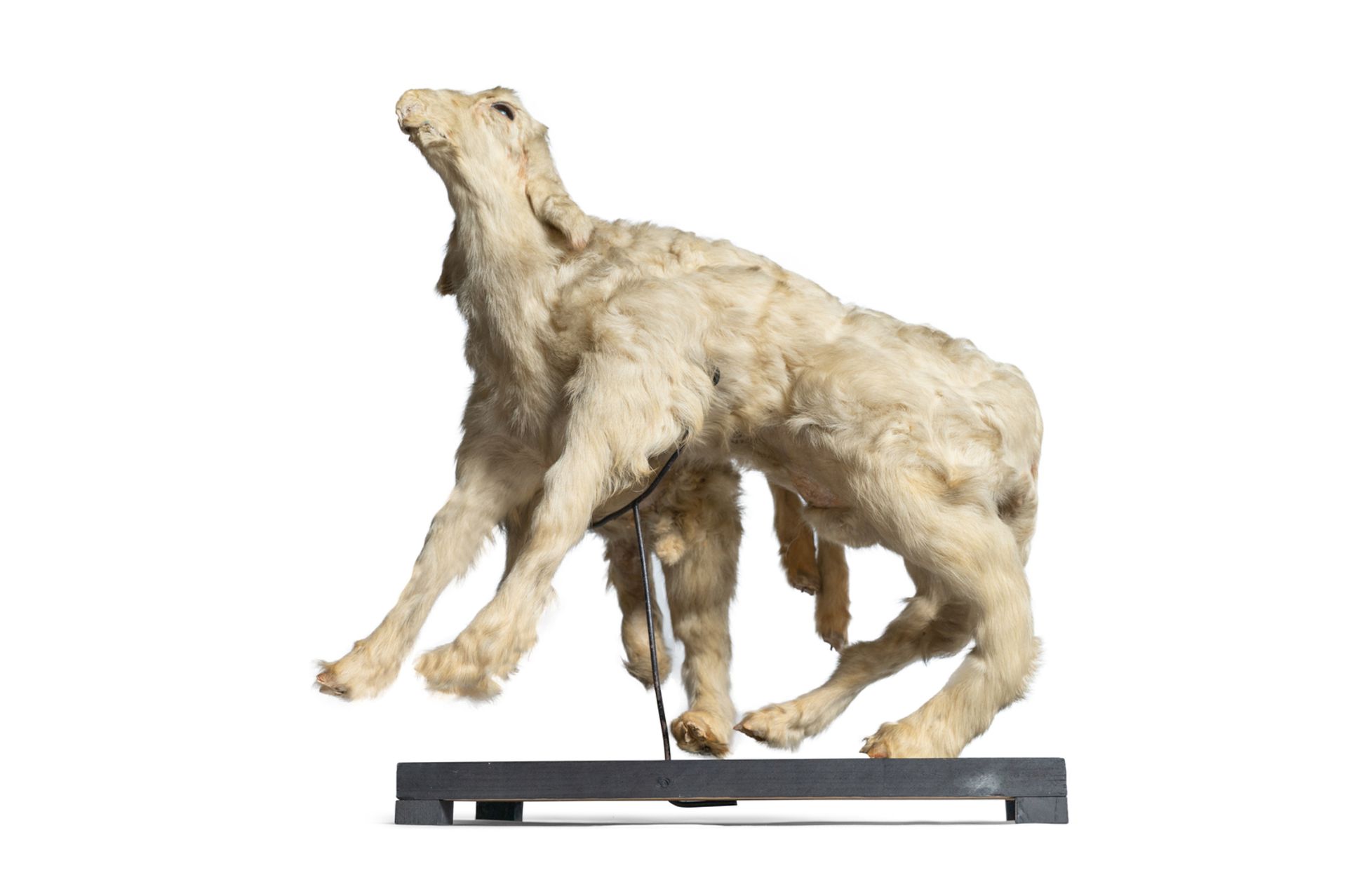 Deformed stuffed lamb. England, early 20th century. - Image 3 of 3