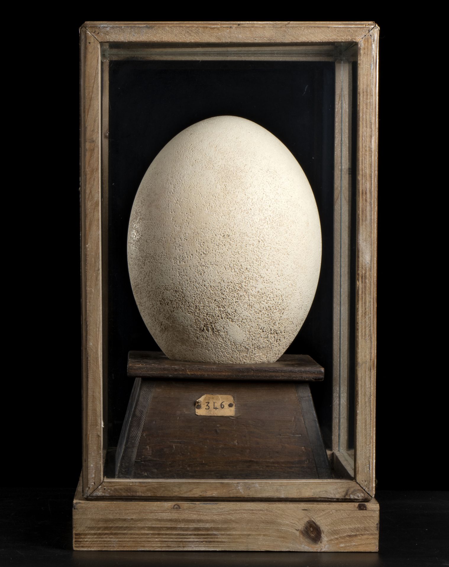 Aepyornis egg. Pleistocene. - Image 2 of 4