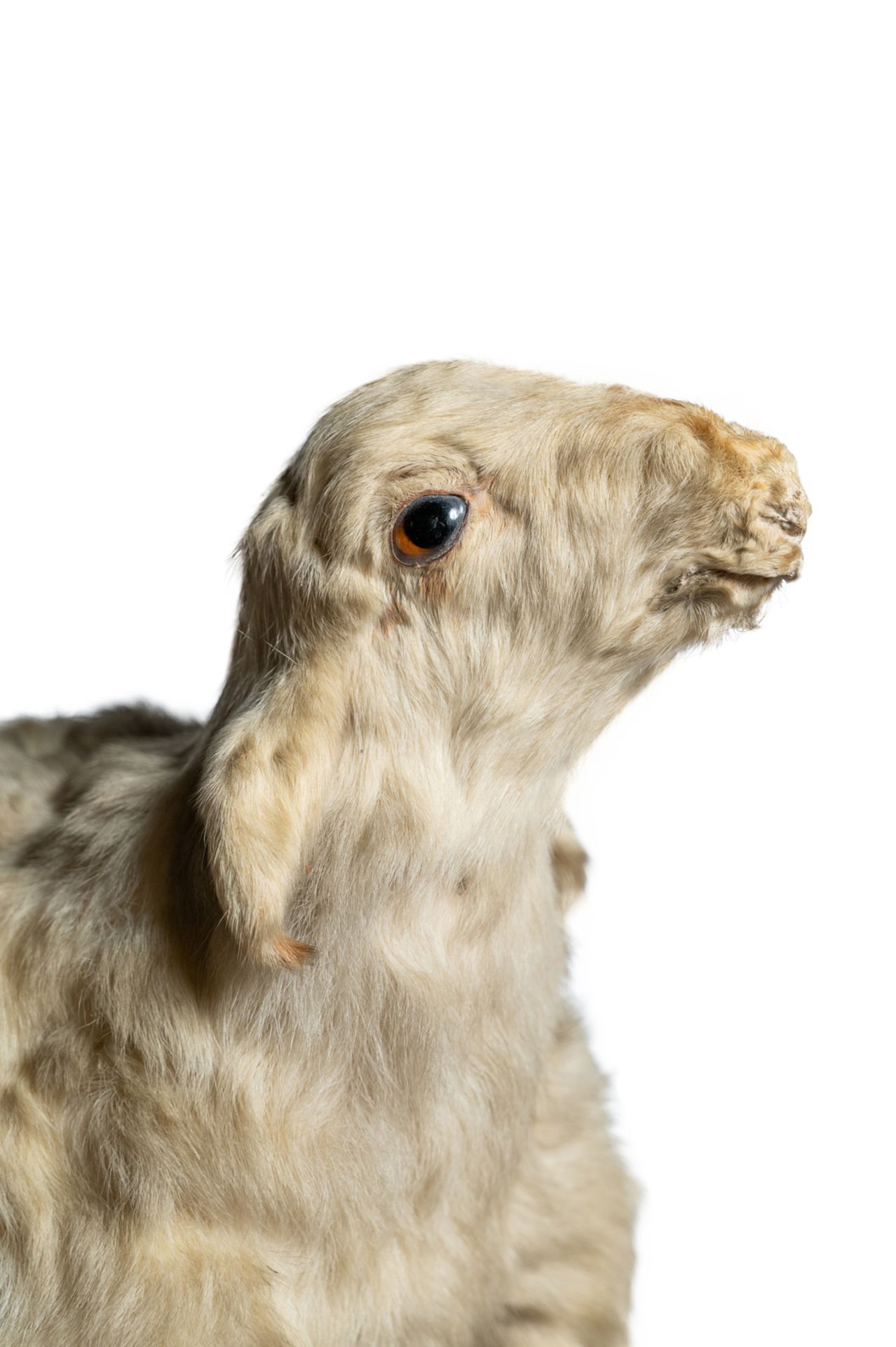 Deformed stuffed lamb. England, early 20th century. - Image 2 of 3