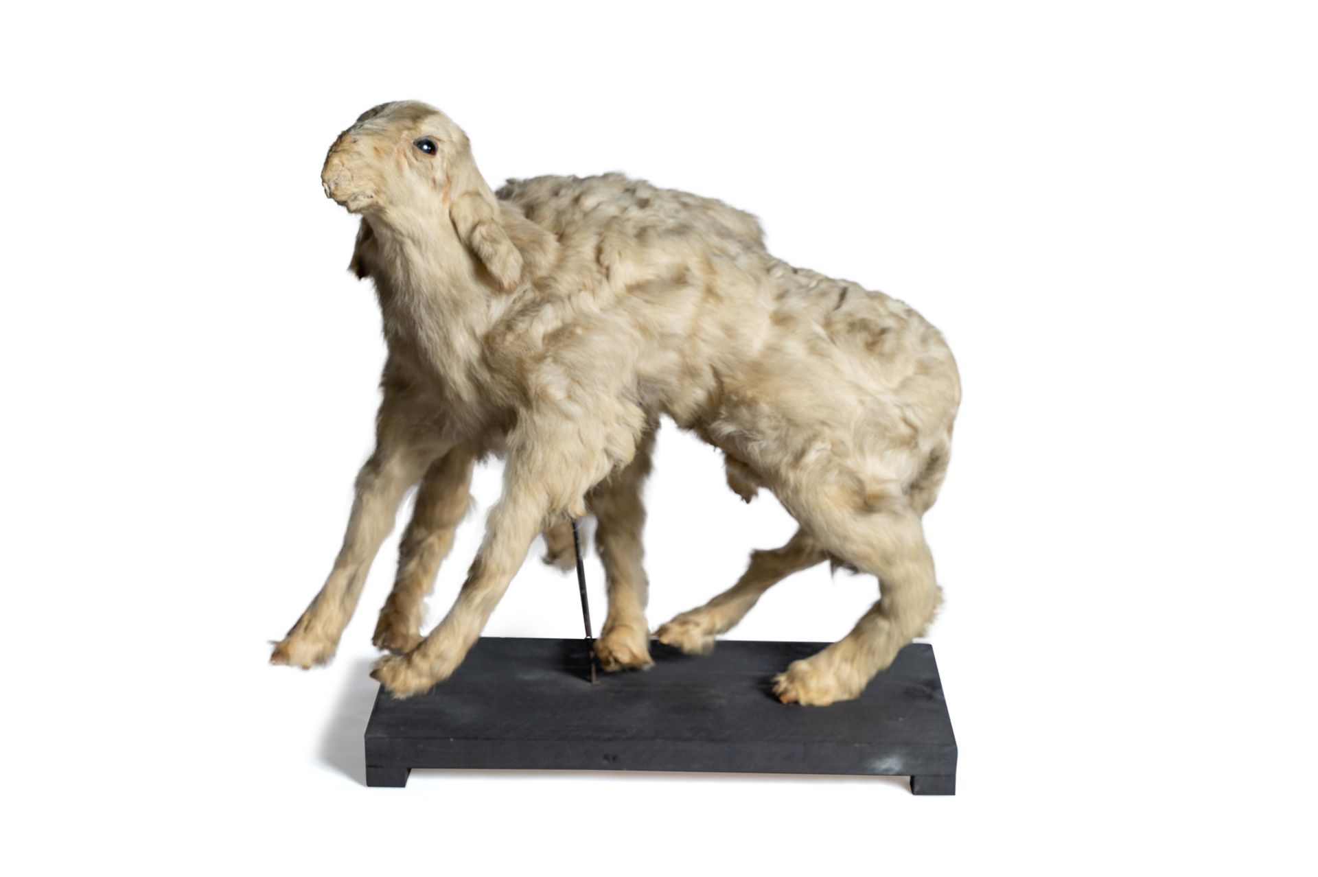 Deformed stuffed lamb. England, early 20th century.
