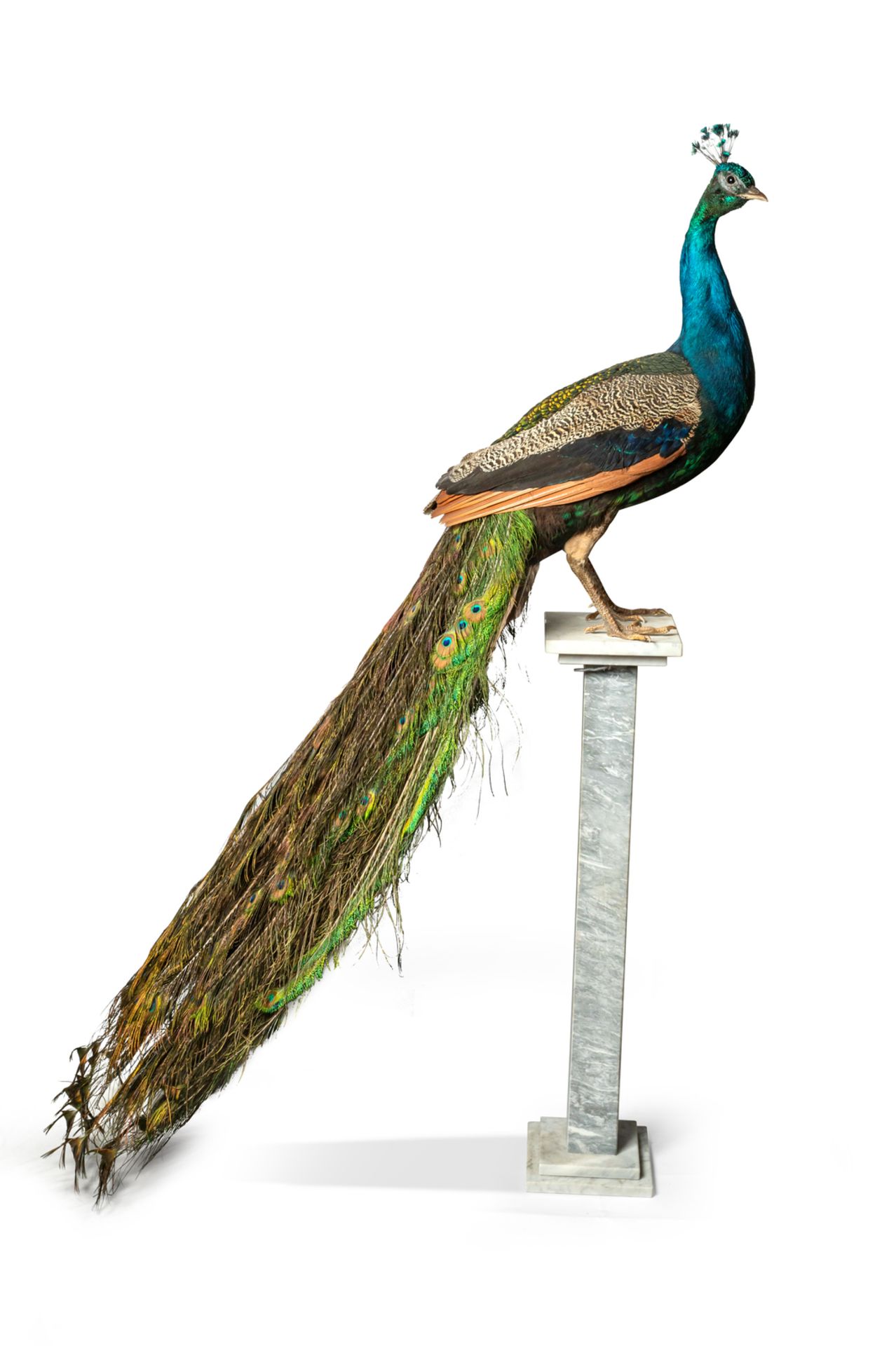 Pair of peacocks on marble pedestals. - Image 2 of 5