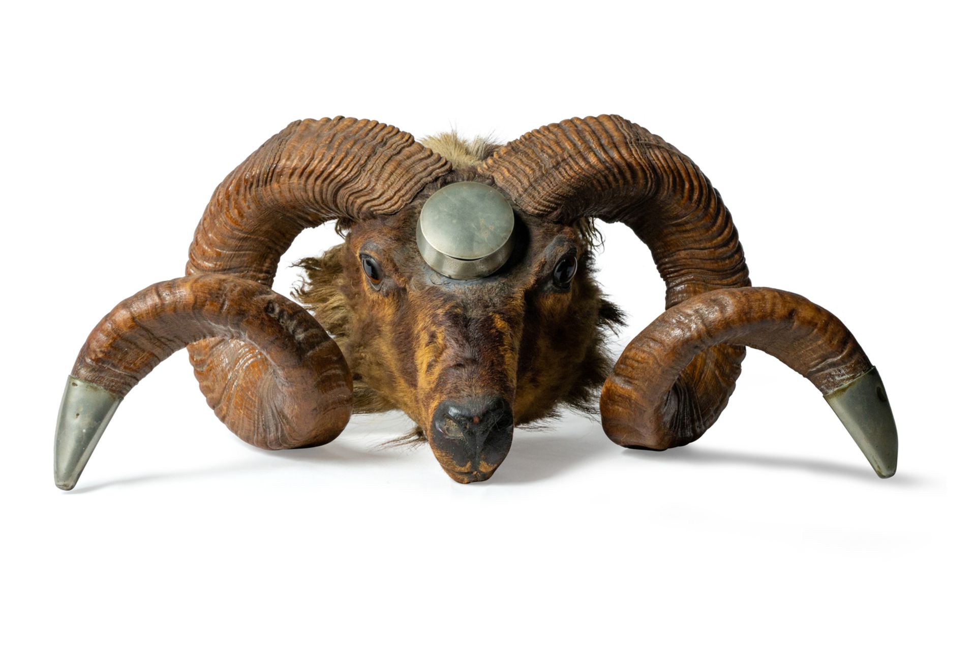 Victorian snuff box with ram's head. London, 19th century.