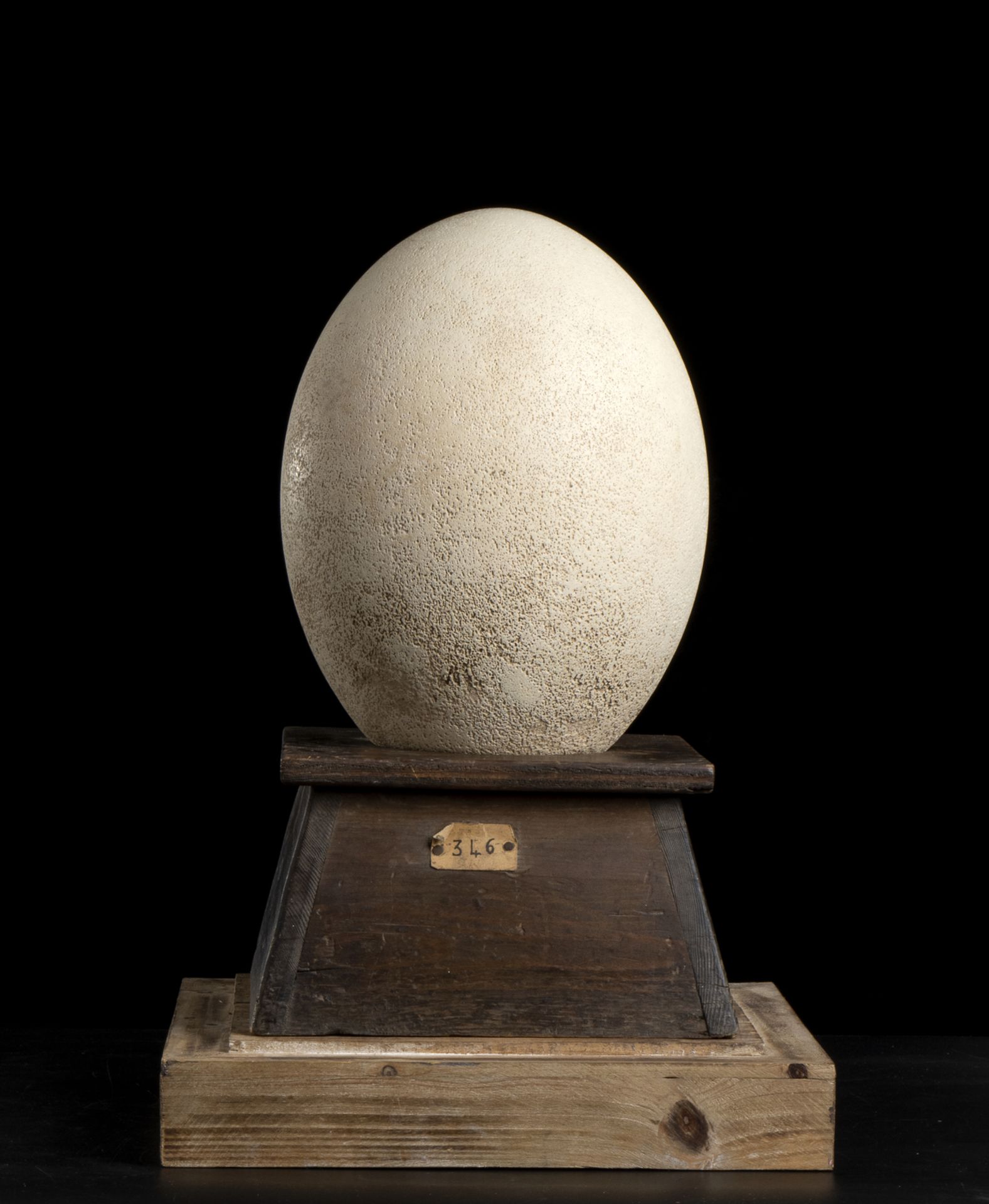 Aepyornis egg. Pleistocene.