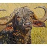 Tony Forrest (British b 1961), Cape Buffalo, oil on canvas, signed, 45 x 49 cm, artist label verso