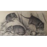 Ella Fry (Australian 1916-1997), Antechinus Flavipes, a hollow footed marsupial mouse, charcoal,