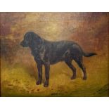 T Webster Lloyd, pet portrait, Brains, black labrador, oil on canvas, 20 x 34 cm Condition